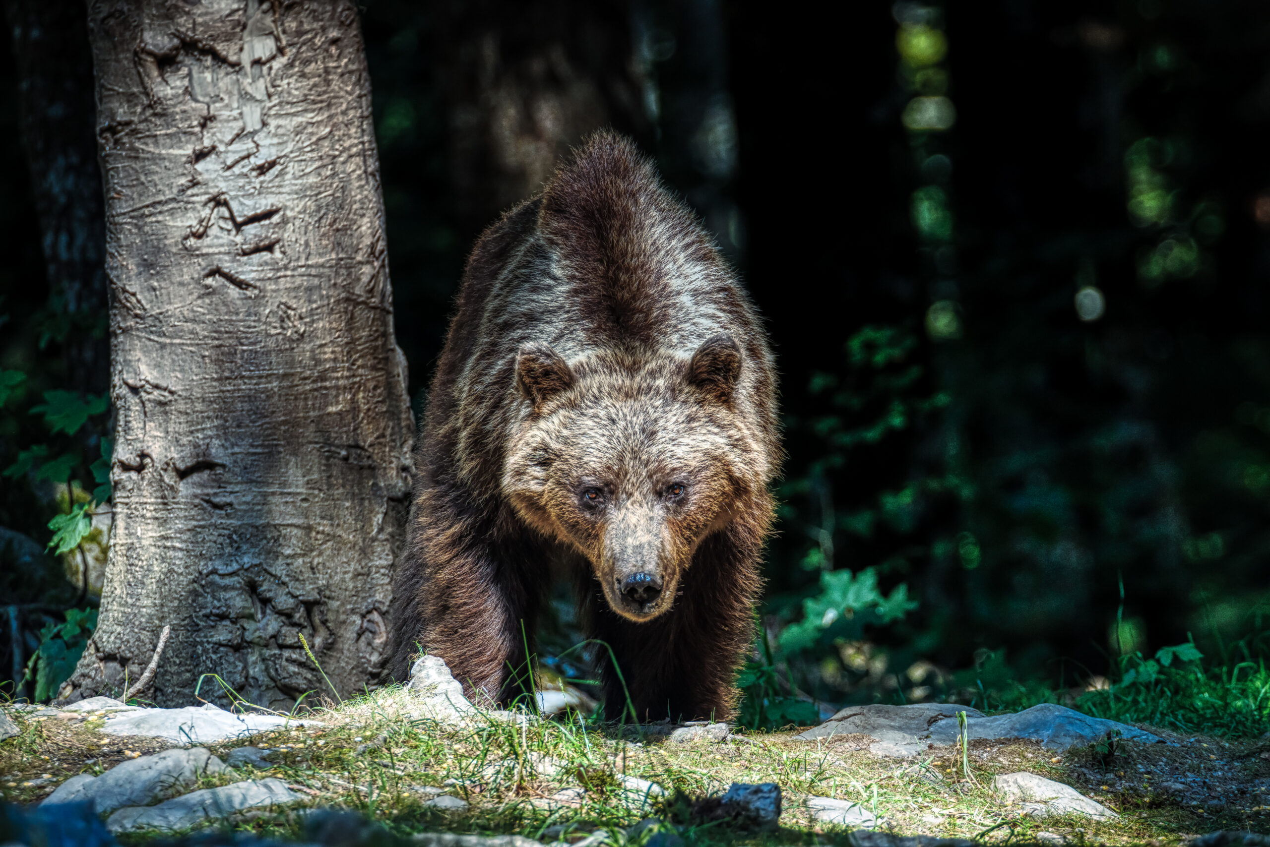 Wild – Fotografie 2