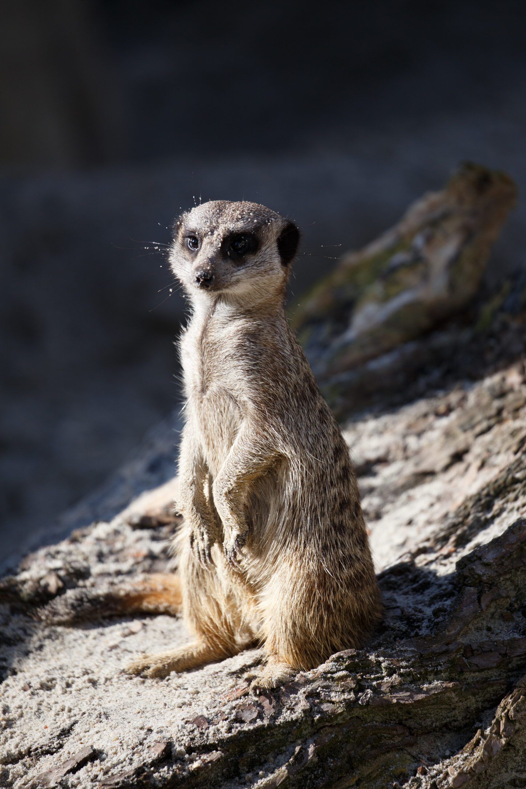 Wild – Fotografie 3